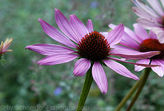 Echinacea Echinacea