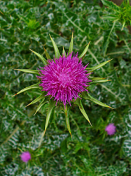 2014-05-04_milk_thistle