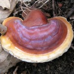 Ganoderma Lucidum Image