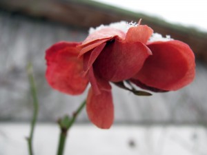 Inspiration Vulnerability