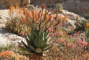 Health Wellness Drought Desert
