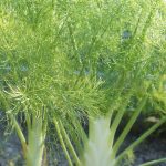 Recipe Fennel Slaw Fighting Cancer in the Kitchen