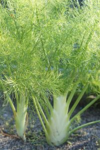 Fennel Slaw